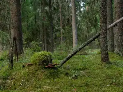 Шуя Новгу - 5