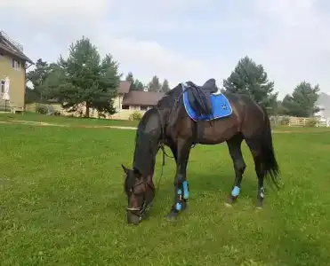 Конный Двор в Пржевальском - 5