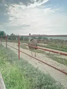 Страусиная ферма Экзотик - 56