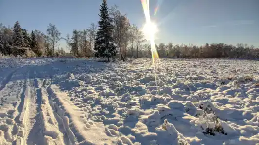 Норка - 16