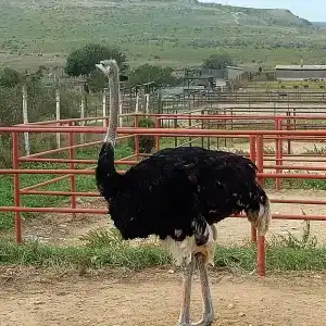 Страусиная ферма Экзотик - 65