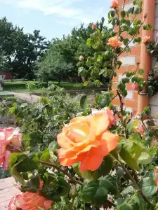 на Вишневом - 11