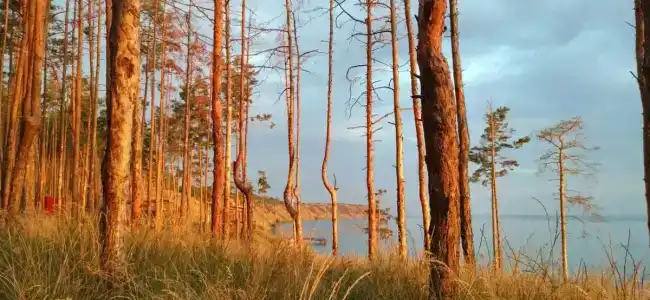 Разгуляево - 80