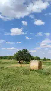 Сельская Усадьба - 73