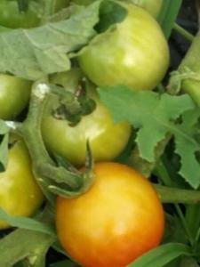 La Mimosa Case Vacanze - 19