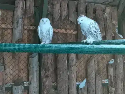 На Вотчине - 54