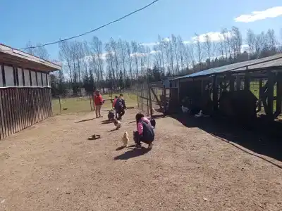 Львиный страус - 16