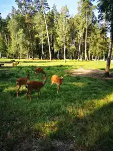 Каменюки - 57