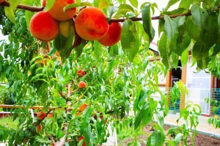 Простоквашино на Азове - 19