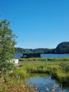 Ladoga Seal - 38