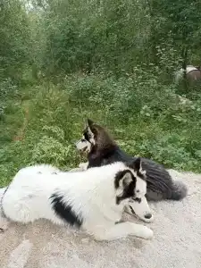 К-значит Карелия - 28