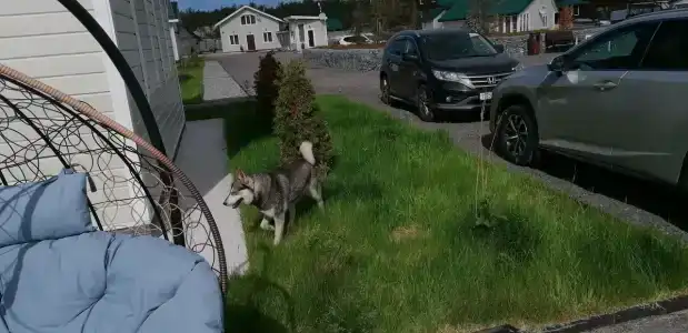 Канентъявр - 62