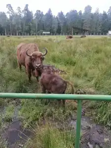 Беловежское Поместье - 3