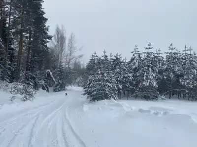 Медовец - 4