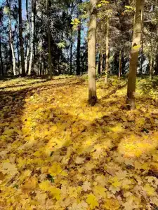 Лопотово - 76