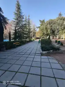 Магнолия - 20