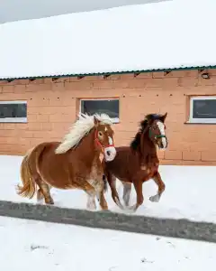 Эко клуб на Ферме - 29