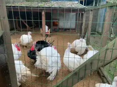 Самая Ладога - 92