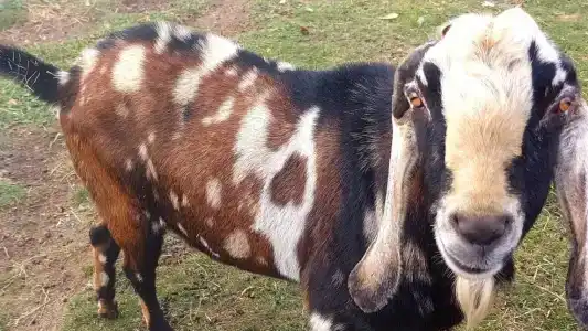 Страусиная ферма Экзотик - 75