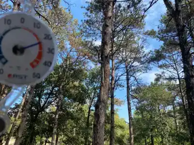 Сосновый бор - 3