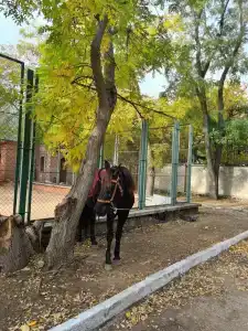 Евпаторийский детский клинический санаторий - 86