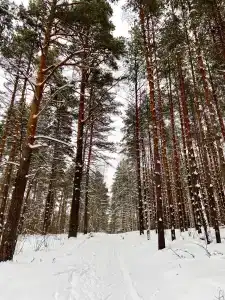 Галдым - 49