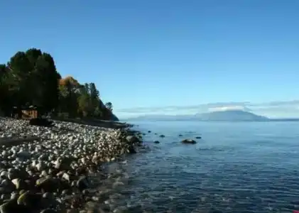 Береза - 4