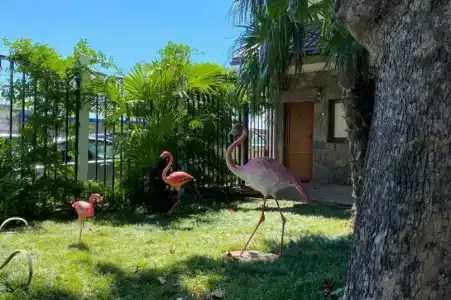 Фламинго - 22