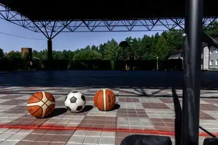 Сосны - 5