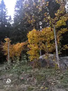 Гостевой Дворик - 21