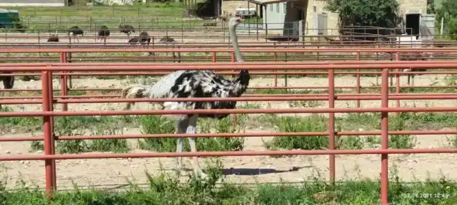 Страусиная ферма Экзотик - 51