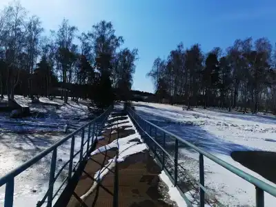 Сосны - 15