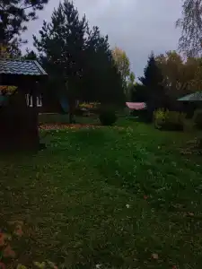 Кедр - 25