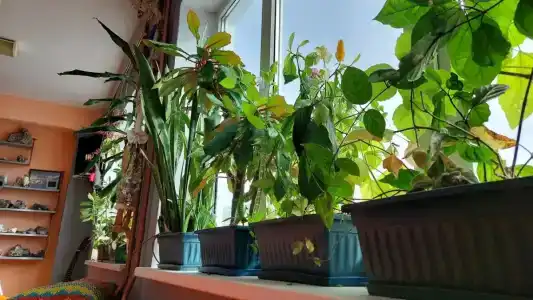 Акка Книбекайзе - 77