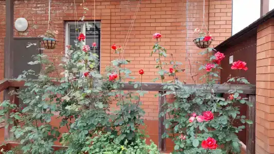 Островок - 17