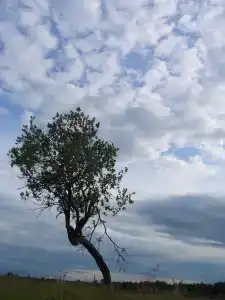 Садху - 33