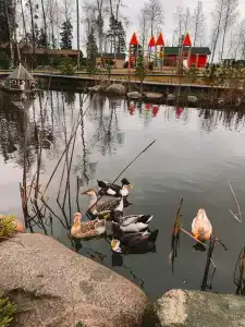 Самая Ладога - 72