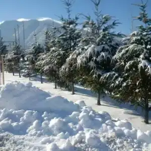 Pirin Golf and Spa - 32