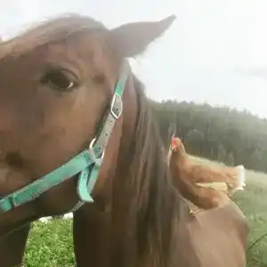 Бородино - 14