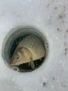 Сабурово - 98