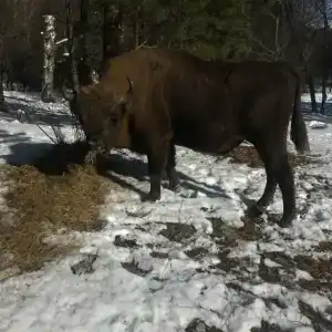 Кавказ - 21