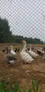 Эко-ферма Ваньково - 40