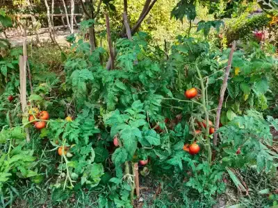Мариамполь - 16