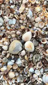 Планета лета - 12