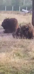 Беловежская пуща. №2 - 76