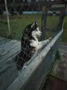 Александровский спас - 72