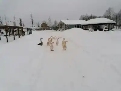 Ивановка - 4