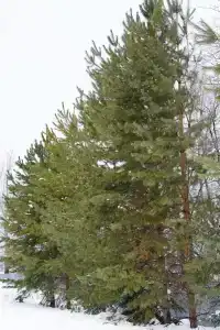 Атаманский хутор - 21