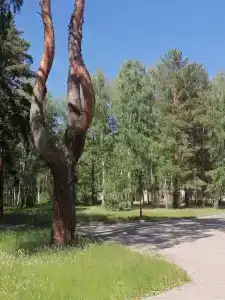 Жемчужный - 8