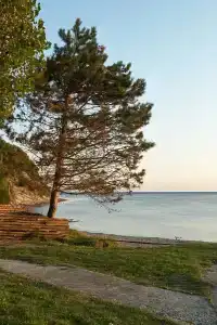 Бамбук - 2